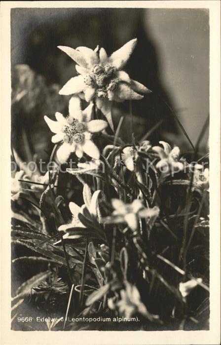 Edelweiss Leontopodium alpinum