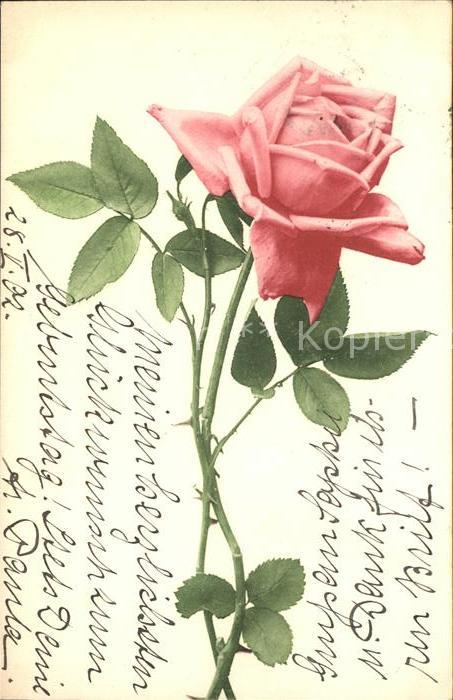 Rosen Rose