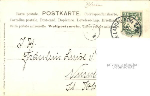 Rosen Rose – Bild 2