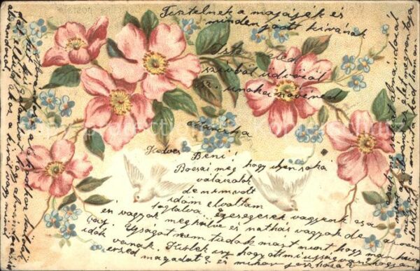 Rosen Tauben