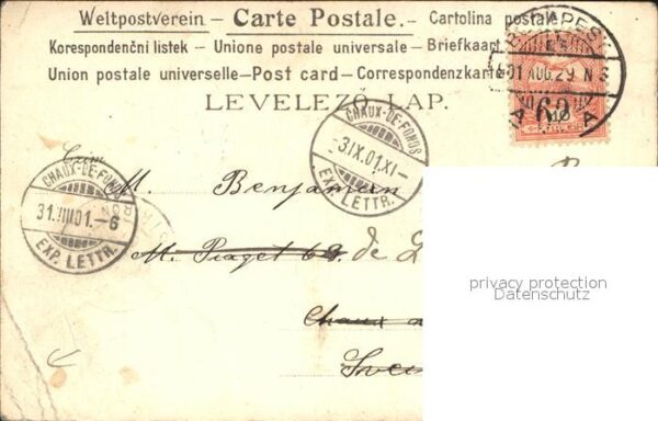 Rosen Tauben – Bild 2