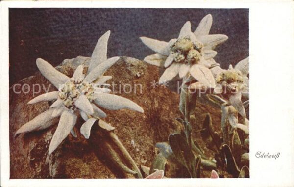 Edelweiss