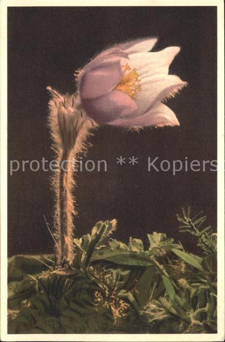 Blumen