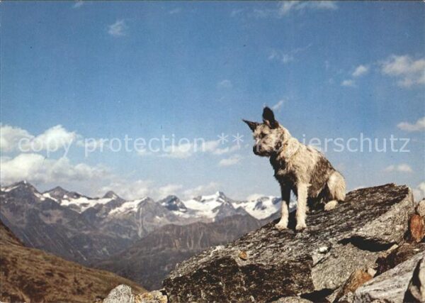 Hunde