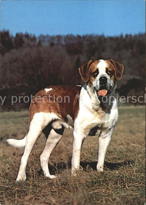 Hunde Bernhardiner