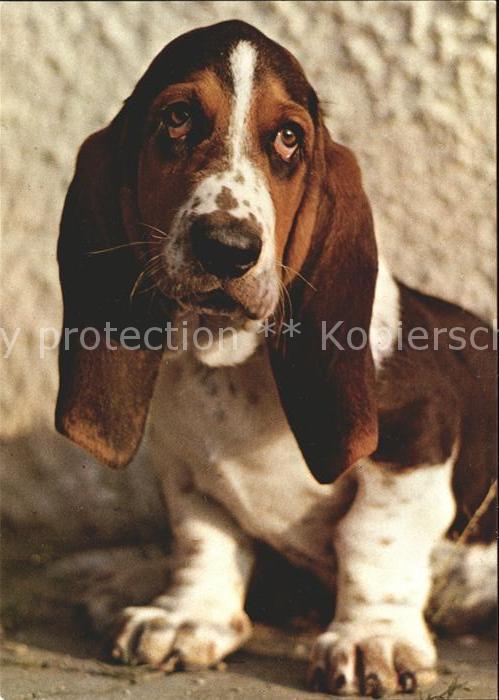 Hunde Basset Artesien Normand