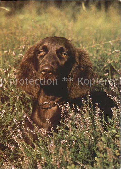 Hunde Deutsch Langhaar