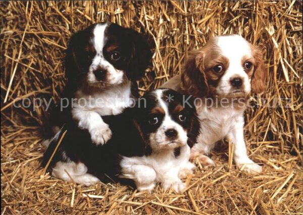 Hunde Cavalier Charles Spaniels