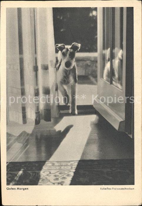 Hunde Guten Morgen