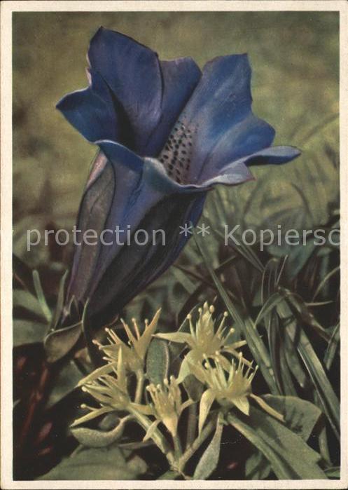 Blumen Stengelloser Enzian