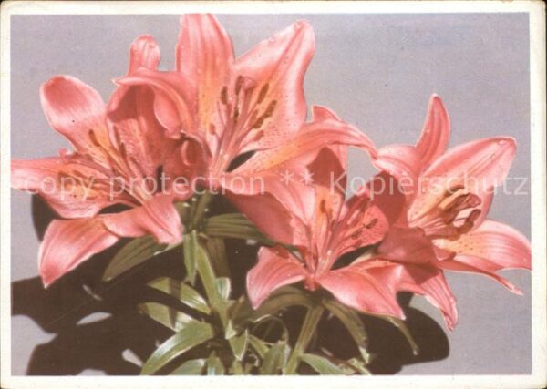 Blumen Feuer-Lilien