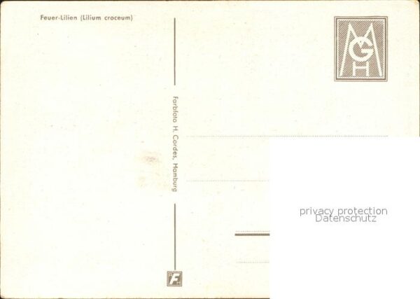 Blumen Feuer-Lilien – Bild 2