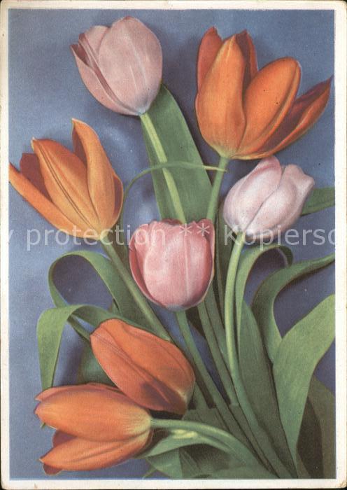 Blumen Tulpen