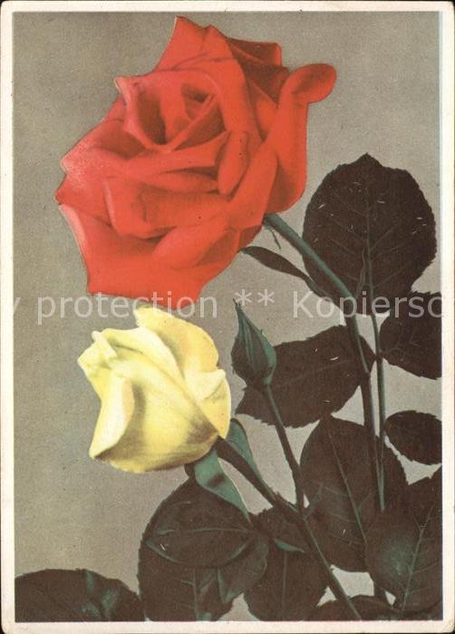 Blumen Rosen