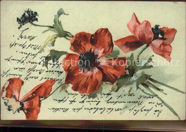 Blumen Mohnblumen
