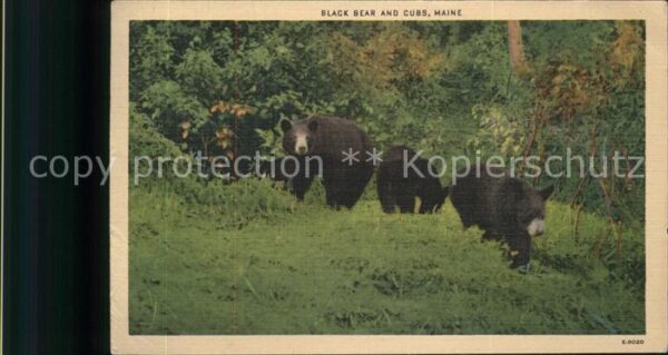 Baeren Maine Black Bears