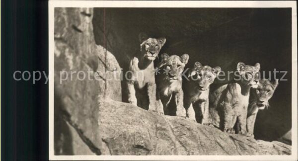 Zoo Löwen Carl Hagenbecks Tierpark Stelling