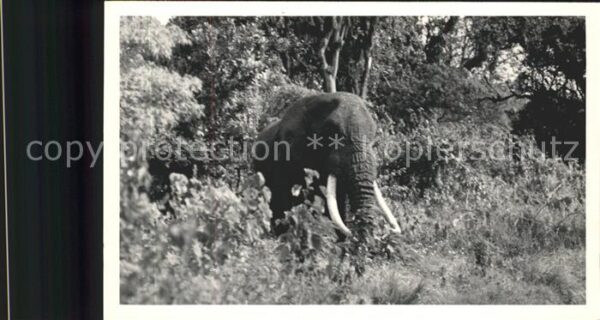 Elefant