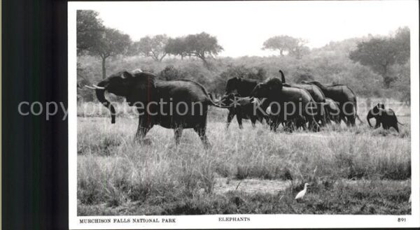 Nationalpark Murchison Falls National Park Elefanten