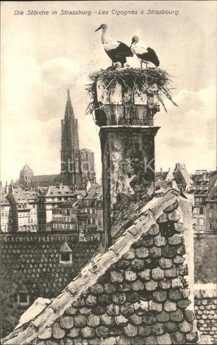 Storch Strassburg cicognes Strasbourg