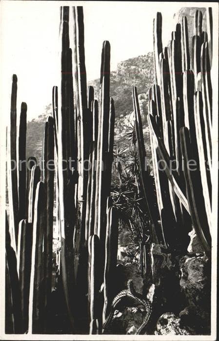 Kakteen Monaco Jardins Exotiques Cereus gemmatu