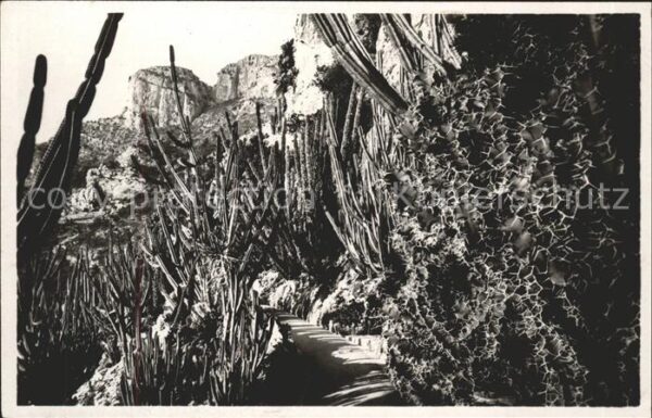 Kakteen Monaco Jardins Exotiques Euphorbes et C
