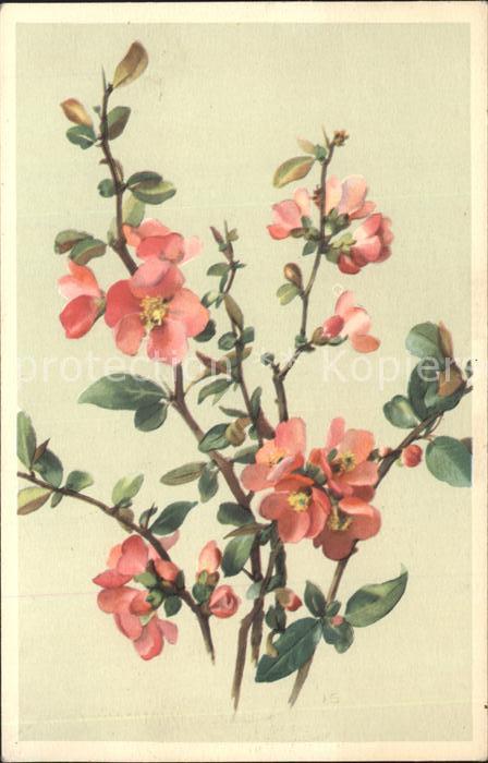 Kuenstlerkarte J. Glitsch Nr. 4056 Blumen