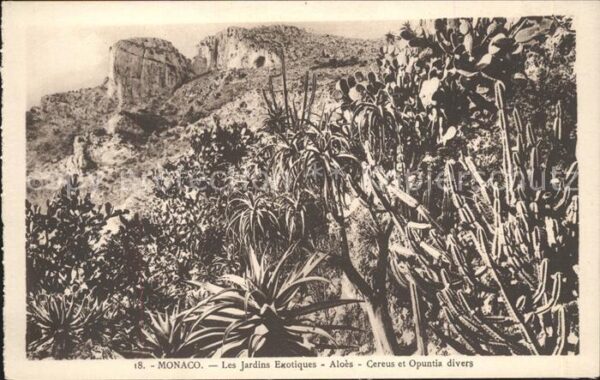Kakteen Monaco Jardins Exotiques Aloes