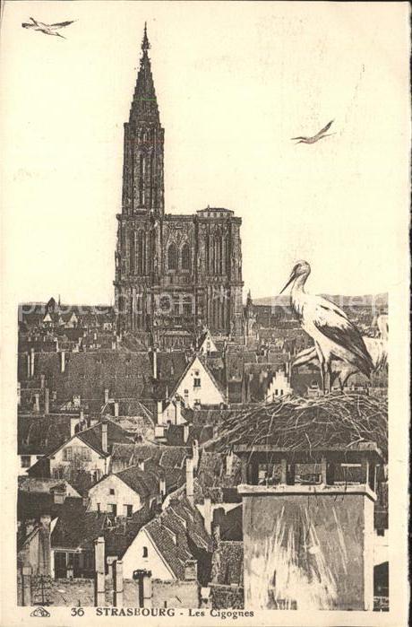 Storch Strasbourg cigognes