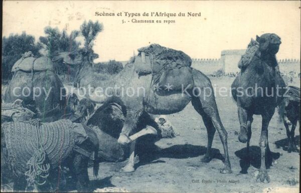 Kamel  Camel Chameau Afrique du Nord