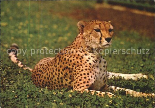 Tiere Gepard