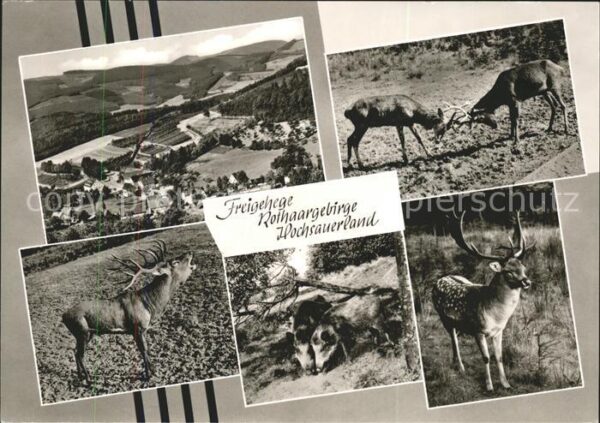 Hirsch Freigehege Rothaargebirge Rinsecke Hoch