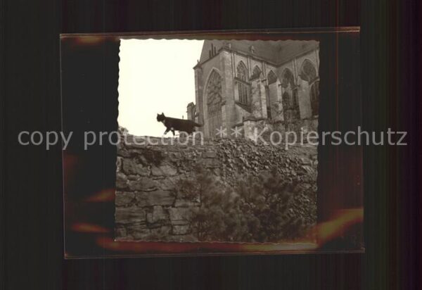 Altenberg Rheinland Altenberger Kirchenkatze