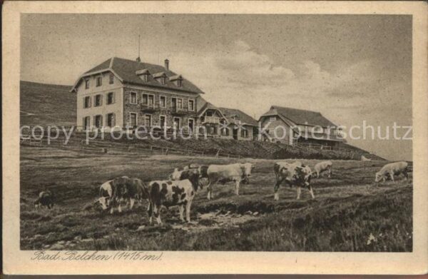 Belchen Baden Berghaus Viehweide Kühe