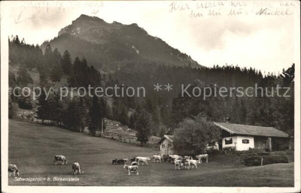 Birkenstein Schwaigeralm Kühe