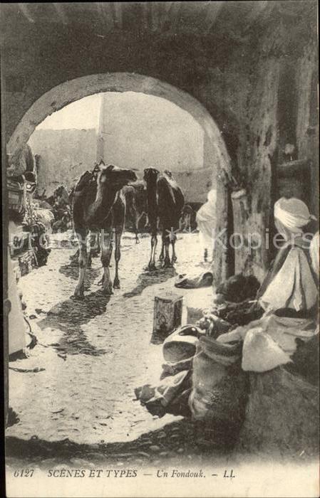 Kamel  Camel Chameau Typen Fondouk
