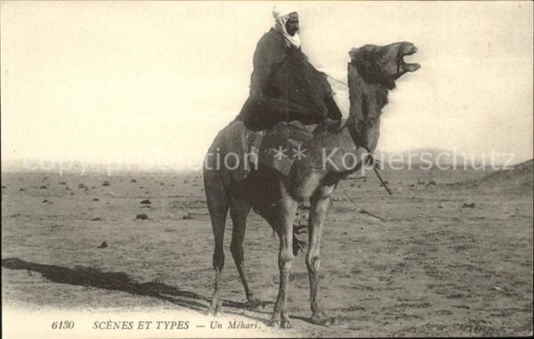 Kamel  Camel Chameau Typen Mehari