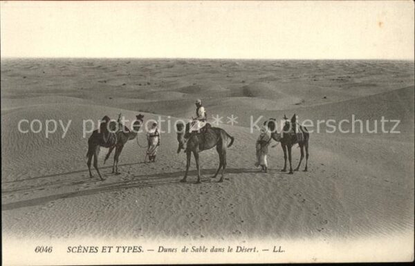 Kamel  Camel Chameau Typen Wüste Dunes de Sable Desert