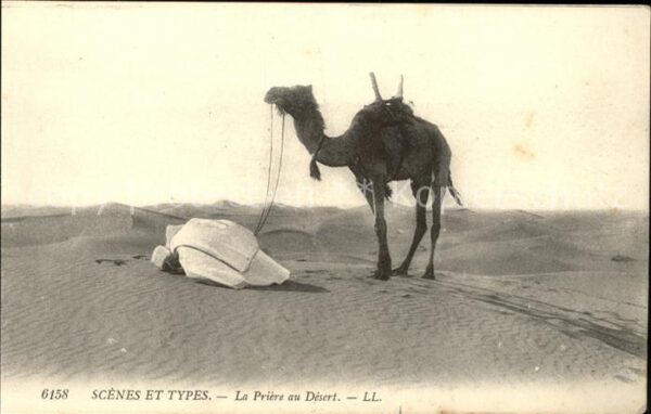 Kamel  Camel Chameau Typen Gebet Wüste Priere au Desert