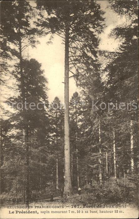 Baeume Trees Le President Wald Foret de Joux