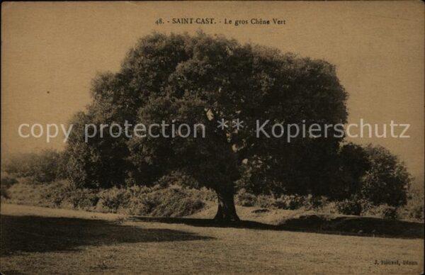 Baeume Trees Saint-Cast le gros Chene Vert