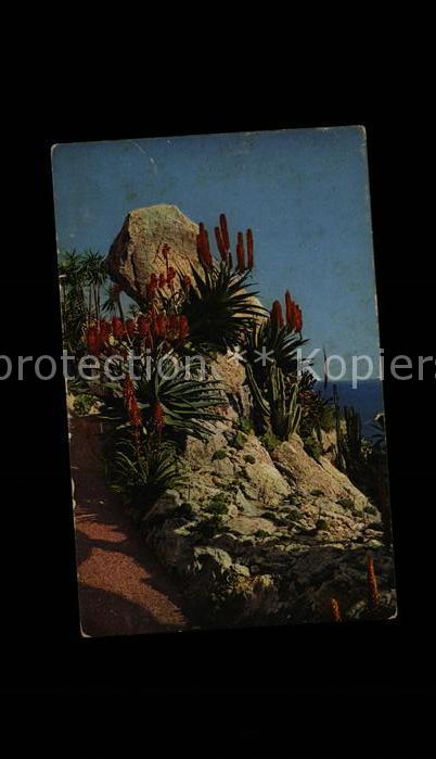 Kakteen Jardins Exotiques Monaco Yucca