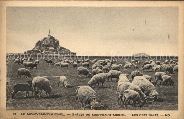 Schafe Mont-Saint-Michel Greves Pres Sales