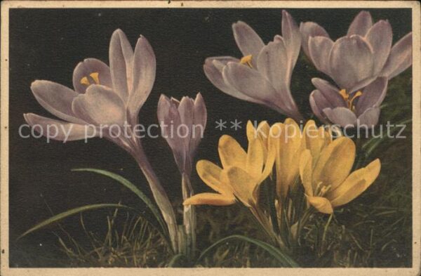Blumen Großblumige Ideal-Crocus Safran Zaffera
