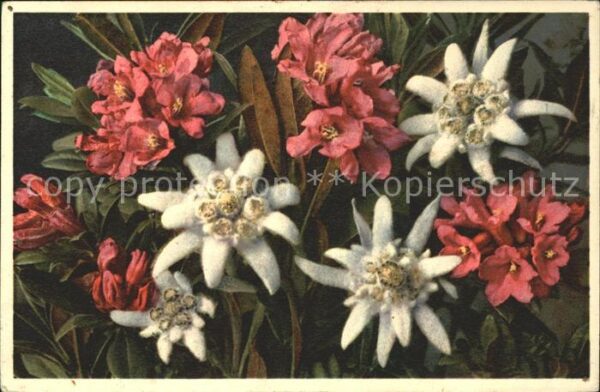Edelweiss Rostblätterige Alpenrose