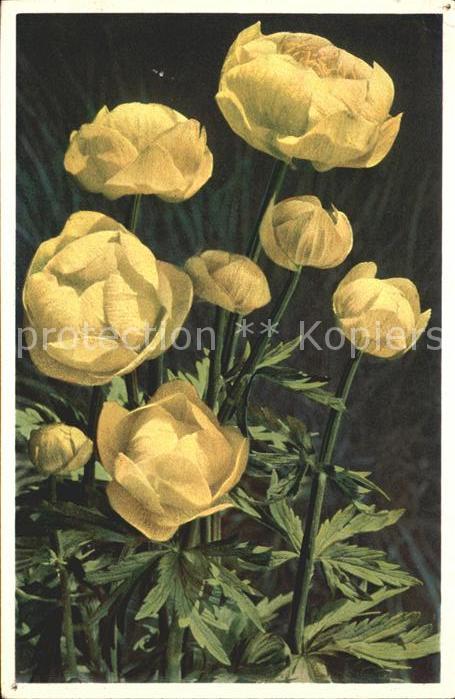 Blumen Trollius europaeus Trollblume