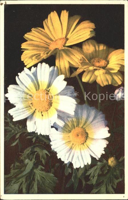 Blumen Saat-Wucherblume Fior d_oro Marygold