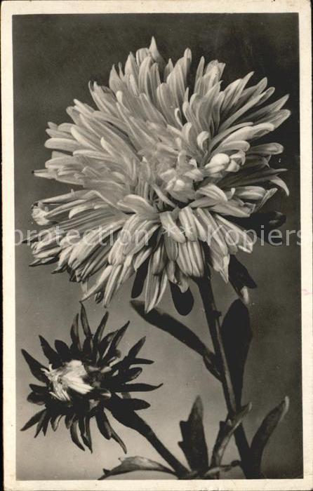 Blumen