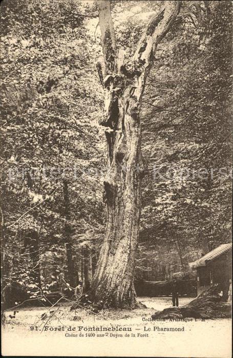 Baeume Trees Foret de Fontainebleau Le Pharamond