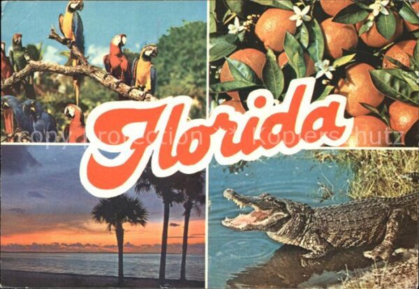 Papagei Krokodil Orangen Palmen Florida
